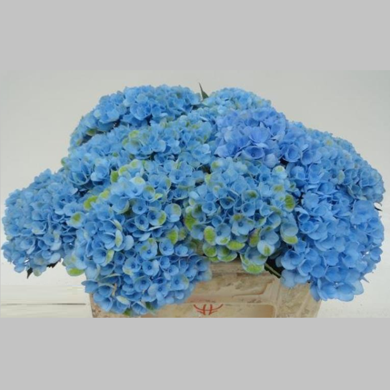 Hortensia Albastra, Pachet (10 buc.)